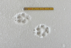 Canis familiaris