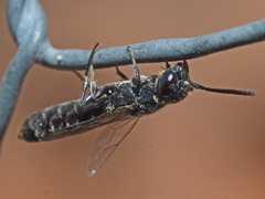 Sapygina decemguttata