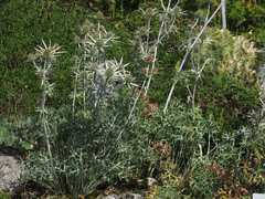 Eryngium spinalba