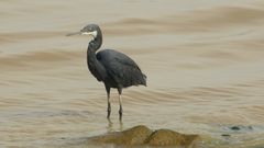 Egretta gularis