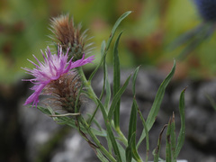 Centaurea parilica