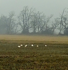 Threskiornis aethiopicus