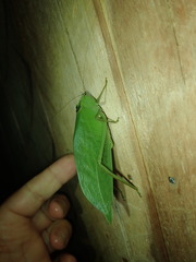 Stilpnochlora incisa