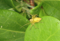 Oxyopes punctatus