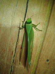 Stilpnochlora incisa