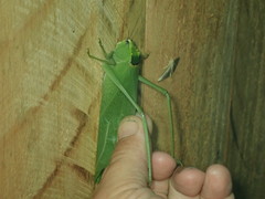 Stilpnochlora incisa