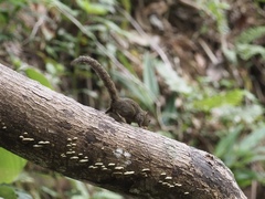 Microsciurus flaviventer