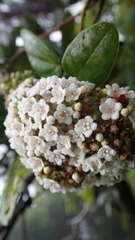 Viburnum treleasei