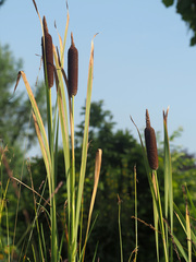 Typha shuttleworthii