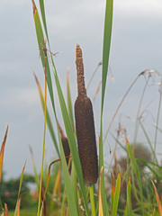 Typha shuttleworthii