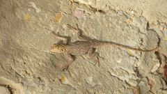 Agama agama