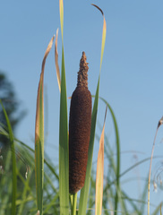 Typha shuttleworthii