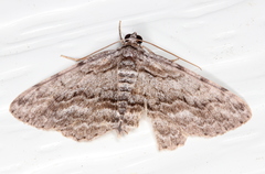 Psilosticha absorpta