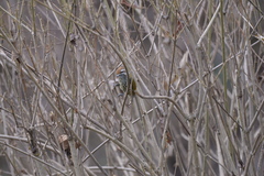 Picumnus innominatus
