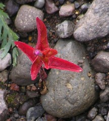 Epilobium glandulosum