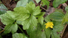 Ranunculus cantoniensis