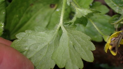 Ranunculus cantoniensis