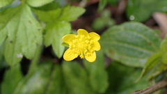Ranunculus cantoniensis