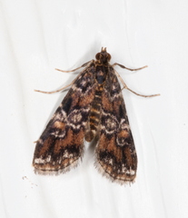 Elophila responsalis