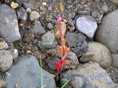 Epilobium glandulosum