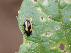 Phyllotreta striolata