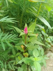 Celosia spicata