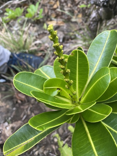 Stillingia lineata observed 2021-01-28