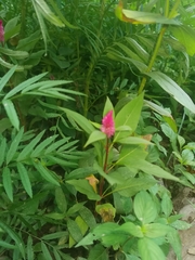 Celosia spicata