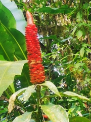 Costus pulverulentus