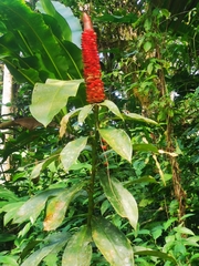 Costus pulverulentus
