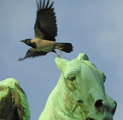 Corvus cornix