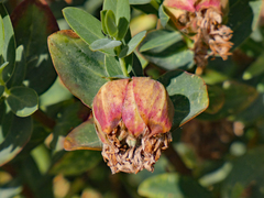 Pimelea ligustrina ciliata