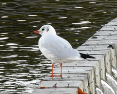 Chroicocephalus ridibundus