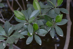 Bruguiera gymnorhiza