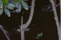 Bruguiera gymnorhiza