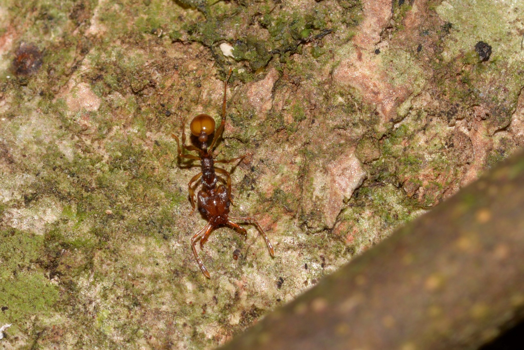 Orectognathus