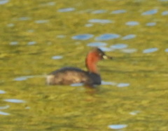 Tachybaptus ruficollis