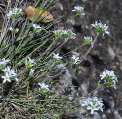 Arenaria armerina