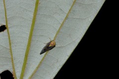 Eutartessus gressitti