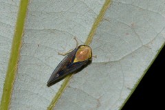 Eutartessus gressitti