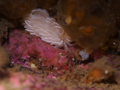 Favorinus blianus