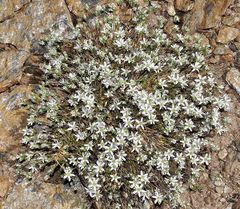 Arenaria armerina