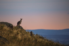 Osphranter robustus robustus