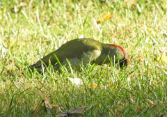 Picus viridis