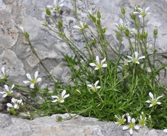 Arenaria grandiflora