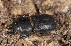 Lissotes obtusatus