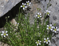 Arenaria grandiflora