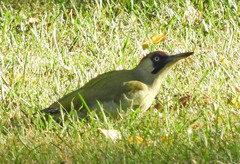 Picus viridis