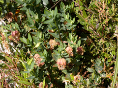 Pimelea ligustrina ciliata