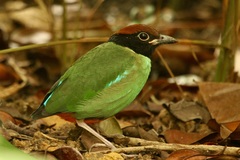 Pitta sordida cucullata
